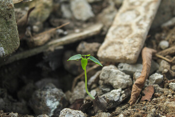 young plants growing amidst the rubble of a rocky building