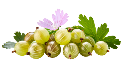 Gooseberry fruit, Illustration of gooseberries fruits isolated on transparent background