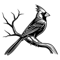 Cardinals Bird Black Vector Silhouette isolated on a transparent background