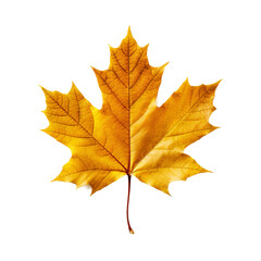 Fototapeta premium Realistic Orange Maple Leaf Isolated on White.