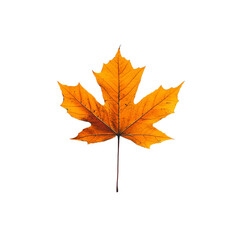 maple leaf, solated on white background