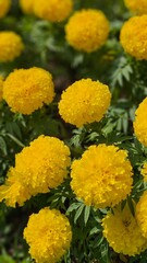 yellow  flower in the garden