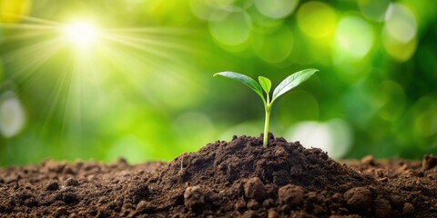 A young sprout emerging from rich soil, bathed in the warm glow of the morning sun, symbolizing the promise of new life and growth.