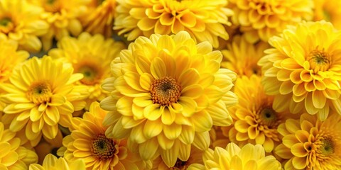 Fototapeta premium Yellow flowers in bloom covering the entire frame, perfect as a background, Yellow, flowers, bloom, spring, vibrant, nature