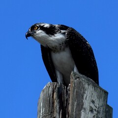 osprey