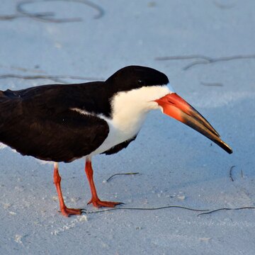 black skimmer