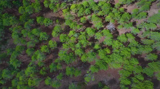 Pine forest in the surroundings of the Dehesa de Solanillos. Aerial view from drone. Molina Alto Tajo Geopark. Alto Tajo Natural Park. Guadalajara. Castile la Mancha. Spain. Europe
