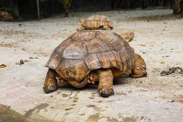 Big Turtles at the Zoo