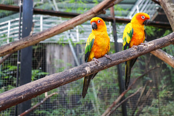 Fototapeta premium A small orange parrot in the zoo.