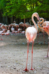 flamingo in the zoo