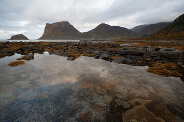 Seaweed at low tide in Haukland Bay on Lofoten. View towards Veggen Berg