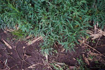 Lush Green Plants Thrive in the Rich Soil