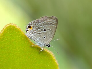 butterfly on a green leaf