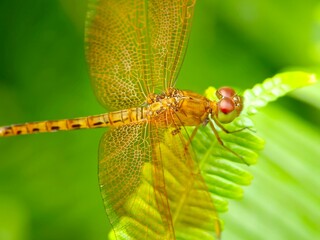 dragonfly on a leaf