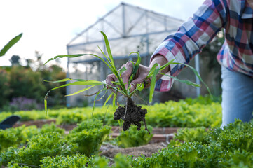 Close up gardener taking weeds out from vegetable garden in rural farm