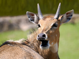 Head of male Nilgai (Boselaphus tragocamelus) seen from front with the open mouth 