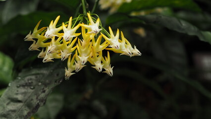Hoya multiflora (Shooting star hoya) white and yellow star-shaped flowers cluster on left screen,...