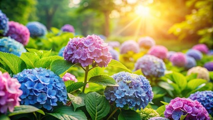 Closeup of Vibrant Hydrangea Flowers in Sunlight with Lush Green Background, Ideal for Ecology Themed Wallpaper and Nature Inspired Cover Pages