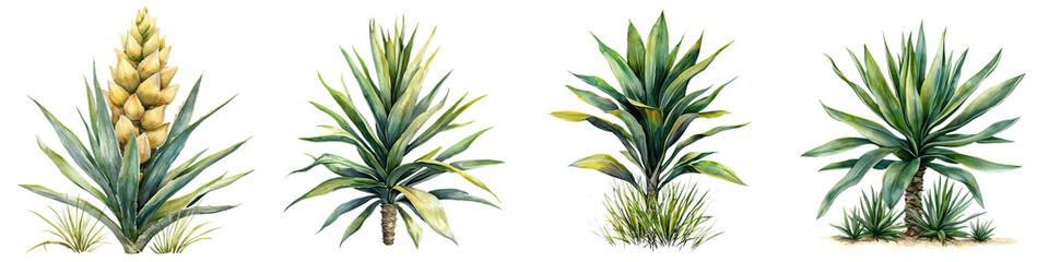 Fototapeta premium A collection of various yucca agave plants showcasing distinct shapes and colors, emphasizing their unique foliage and growth patterns.