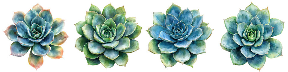 Fototapeta premium A collection of four beautifully detailed succulents displaying varying shades of green and blue.