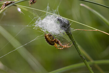 Close-up of a spider weaving its web in a grass field, European garden spider, Araneus diadematus
