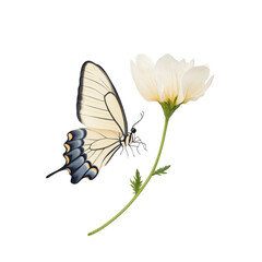 A Graceful Butterfly Landing Delicately on a Flower Petal in Nature's Embrace