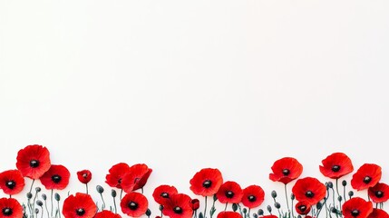 Field of red poppies with a white background. The red flowers are scattered throughout the field, creating a beautiful and serene scene