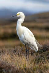 Ecological surveys uncovering hidden species in vibrant wetland habitats