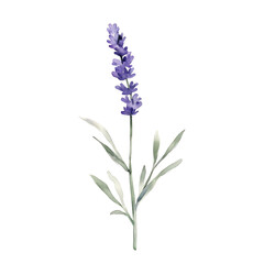 Obraz premium Summer flowers in watercolor a vibrant display of lavender blooms nature's palette artistic inspiration serene environment close-up view