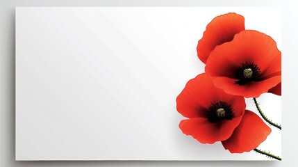 Red poppy flower is on a white background. The flower is the main focus of the image