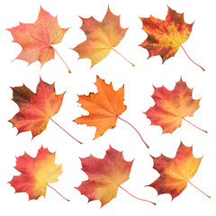 A collection of autumn leaves in various stages of decay isolated on white background. The leaves are orange and yellow, and some are wilted. 