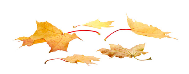 Autumn  leaves falling down Isolated on  transparent  white background