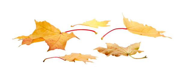 Autumn  leaves falling down Isolated on  transparent  white background