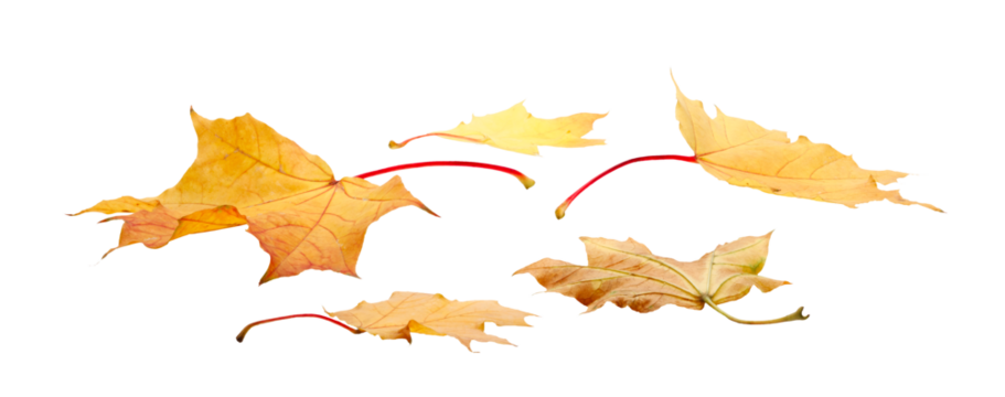Autumn  leaves falling down Isolated on  transparent  white background