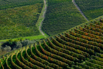 Vigneti delle Langhe a Barbaresco in provincia di Cuneo, Piemonte, Italia.