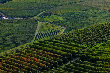 Vigneti delle Langhe a Barbaresco in provincia di Cuneo, Piemonte, Italia.