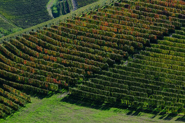 Vigneti delle Langhe a Barbaresco in provincia di Cuneo, Piemonte, Italia.