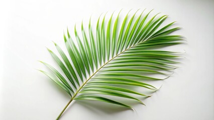 Fototapeta premium A single, vibrant green palm frond extends gracefully across a pristine white background, showcasing its delicate structure and natural beauty.