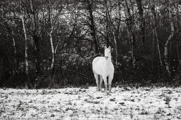 White horse next to a forest in winter in black and white
