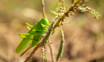 A green grasshopper sits in the grass on a bush. Great marsh grasshopper Stethophyma grossum, an endangered insect typical of wet meadows and marshes.