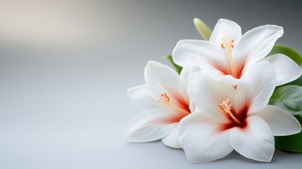 Elegant White Hibiscus Flowers Soft Bloom Nature Botany Floral Background