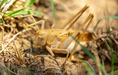 Locust close-up on plants. Locust invasion of agricultural fields. Exotic food of Asia.