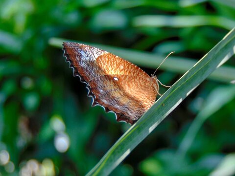 Common palmfly butterfly on leaf