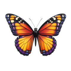 Vivid Orange Butterfly Insect Wings Nature Closeup Wildlife Photography