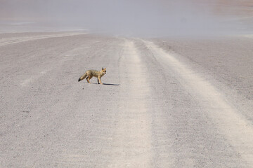 Andean fox close up,Bolivia