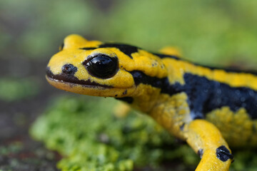Closeup on a vibrant yellow male European fire salamander, Salamandra salamandra bernardezi on lichen covered wood