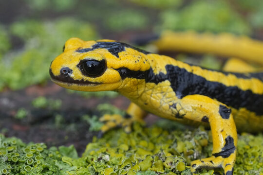 Closeup on a vibrant yellow male European fire salamander, Salamandra salamandra bernardezi on lichen covered wood