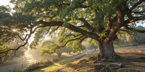 Fototapeta premium Majestic ancient oak tree bathed in morning sunlight, casting long shadows across a serene meadow