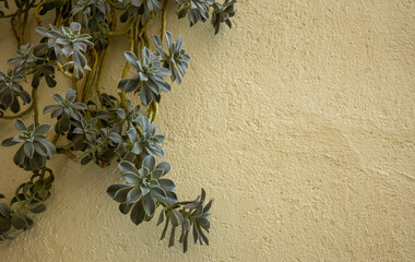 Plantas suculentas colgando sobre una pared amarilla; fondo para texto