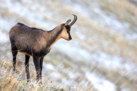 Apennine chamois